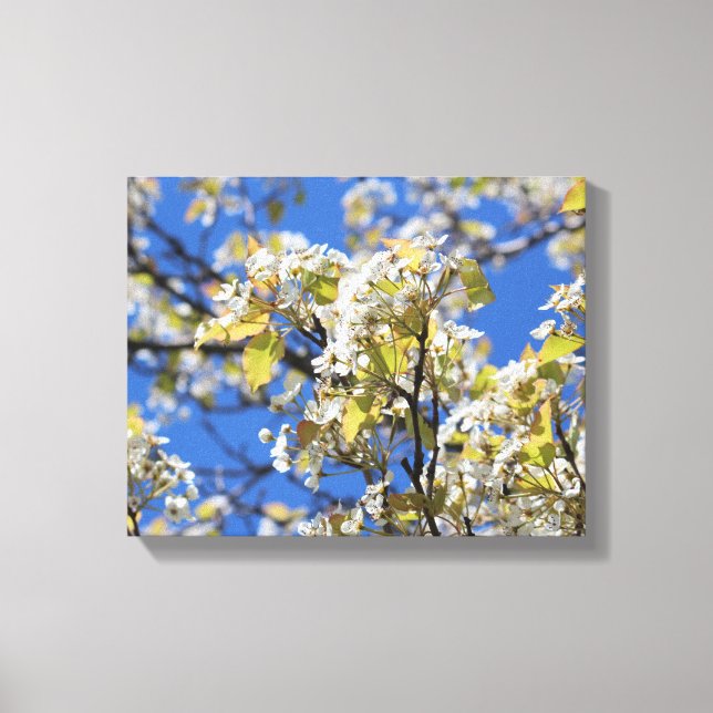 Cherry Blossoms Stretched Canvas Print (Front)