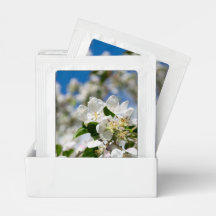 Cherry blossoms.