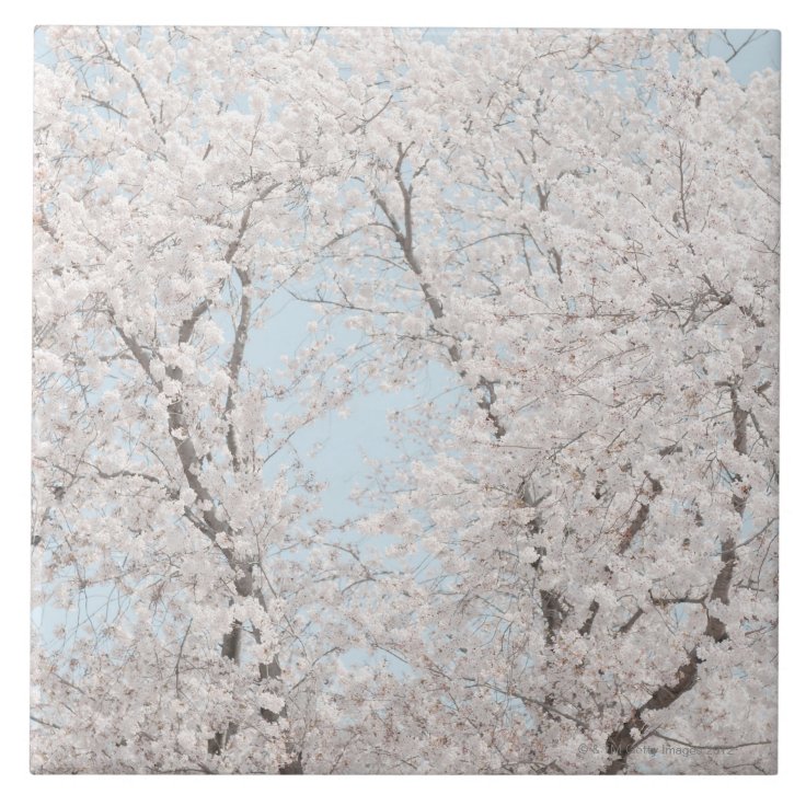 cherry blossoms tile | Zazzle
