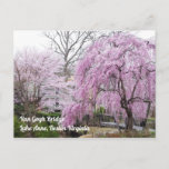 Cherry Blossoms Van Gogh Bridege Lake Anne Reston Postcard<br><div class="desc">Pretty photo of the cherry blossoms at Van Gogh Bridge,  Lake  Anne,  Reston Virginia.</div>