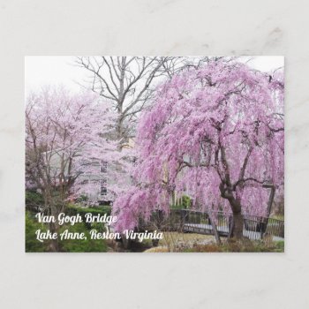 Cherry Blossoms Van Gogh Bridege Lake Anne Reston Postcard by CindyBeePhotography at Zazzle