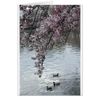 Cherry Blossoms Washington DC Cards
