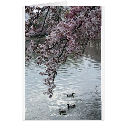 Cherry Blossoms Washington DC Cards (Front)