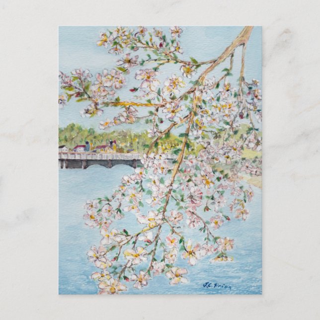 Cherry Blossoms Washington DC Painterly Watercolor Postcard (Front)