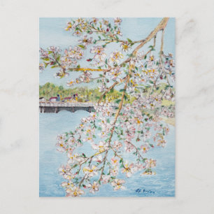 Cherry Blossoms Washington DC Painterly Watercolor Postcard
