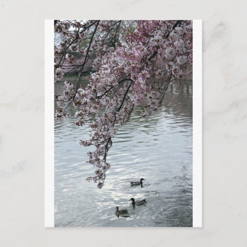 Cherry Blossoms Washington DC Postcard