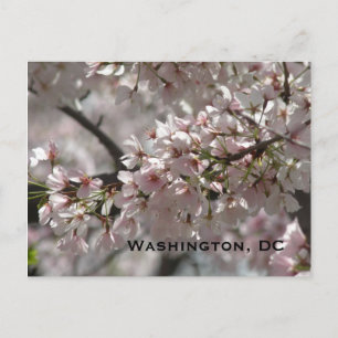Cherry Blossoms:Washington, DC Postcard