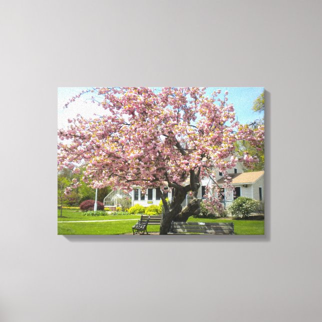Cherry Blossoms Wrapped Canvas Print (Front)