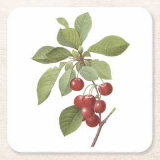 cherry(Cerasus domestica) by Redouté Square Paper Coaster
