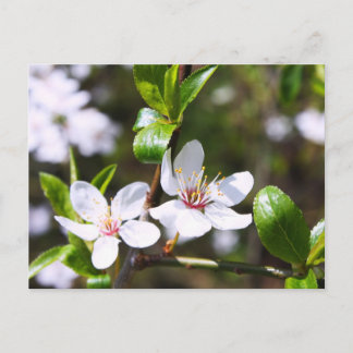 Cherry Couple Postcard