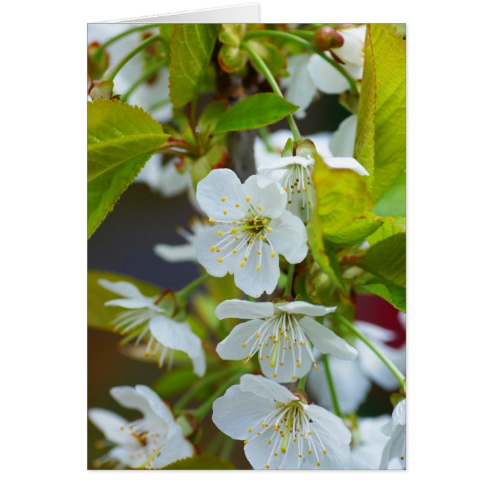 Cherry flowers Happy Birthday card with text