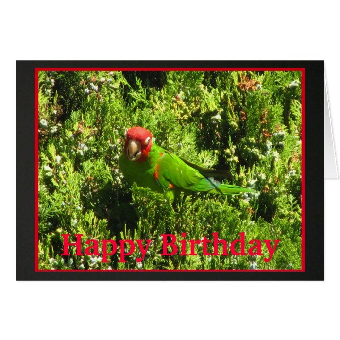 Cherry headed Conure Happy Birthday Cards