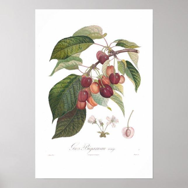 Cherry,Large Heart-shaped Poster (Front)