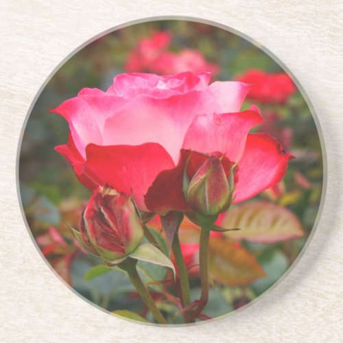 Cherry Parfait Rose 1 Sandstone Coaster