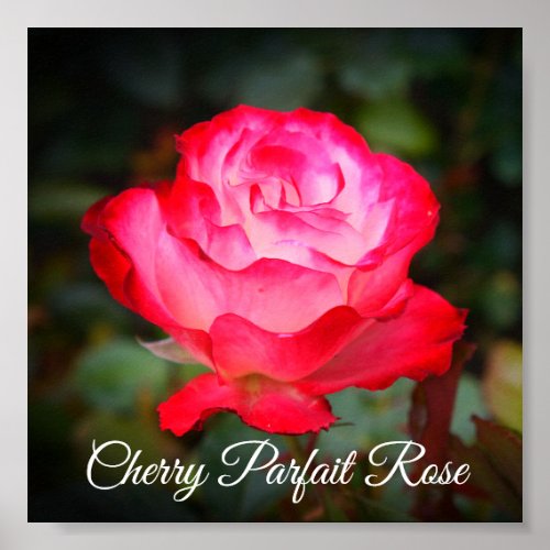 Cherry Parfait Rose 3 Poster