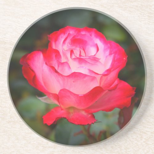 Cherry Parfait Rose 3 Sandstone Coaster
