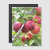 Cherry plum on branch (Front/Back)