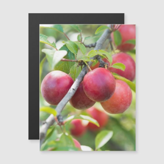 Cherry plum on branch (Front/Back)