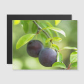 Cherry plum on branch (Front/Back)
