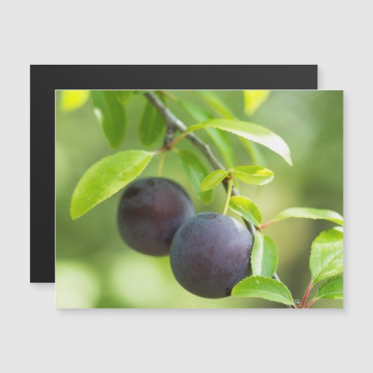Cherry plum on branch (Front/Back)