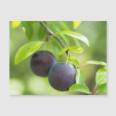 Cherry plum on branch (Front)