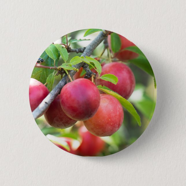 Cherry plum on branch button (Front)
