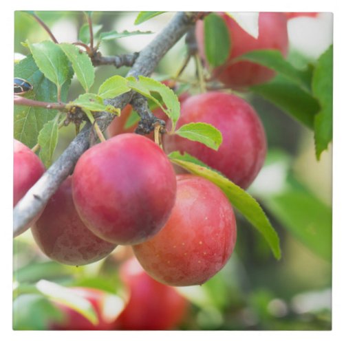 Cherry plum on branch ceramic tile