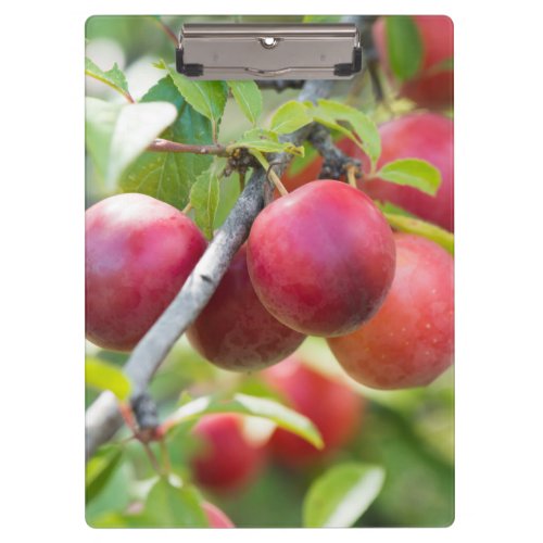 Cherry plum on branch clipboard