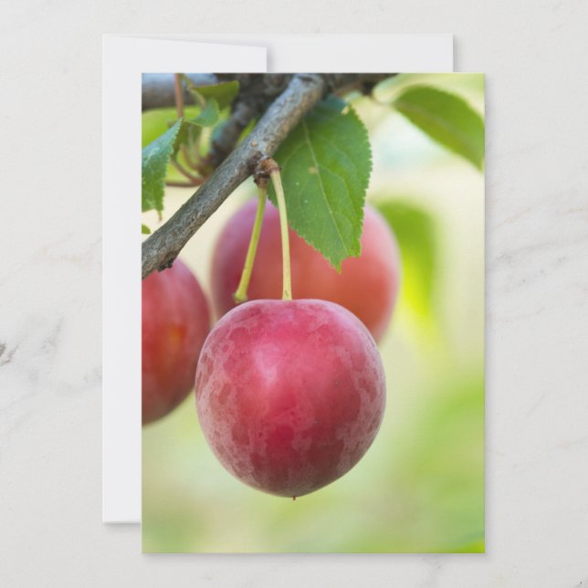 Cherry plum on branch invitation (Front)