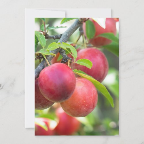 Cherry plum on branch invitation