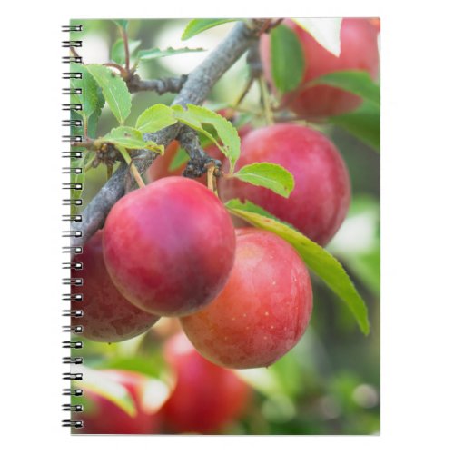 Cherry plum on branch notebook