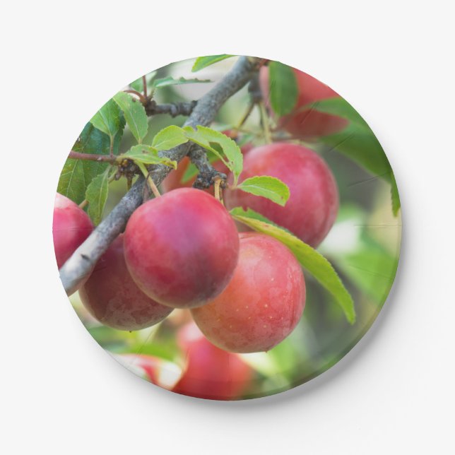 Cherry plum on branch paper plates (Front)