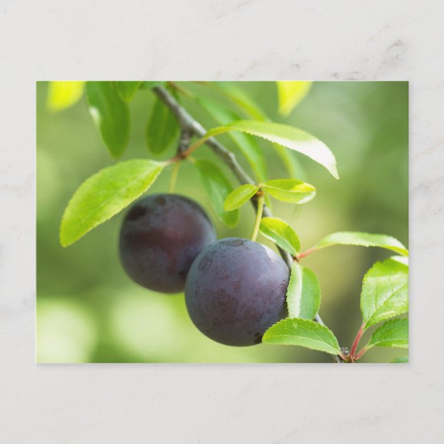 Cherry plum on branch postcard (Front)