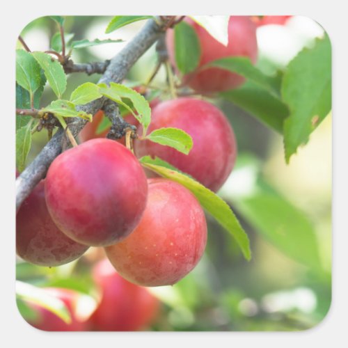 Cherry plum on branch square sticker