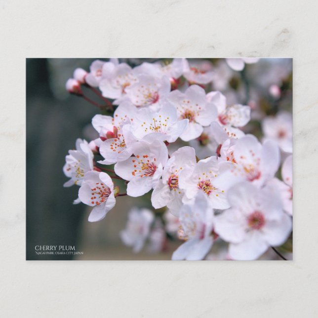 Cherry Plum：Postcard Postcard (Front)