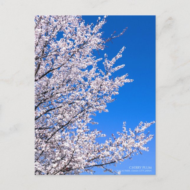 Cherry Plum：Postcard Postcard (Front)