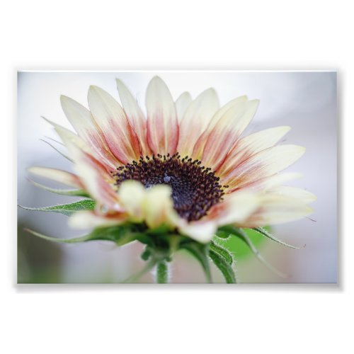 Cherry Rose Sunflower Photo Print