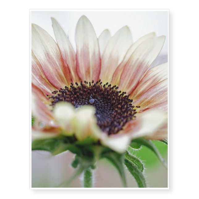 Cherry Rose Sunflower Temporary Tattoos (Front)