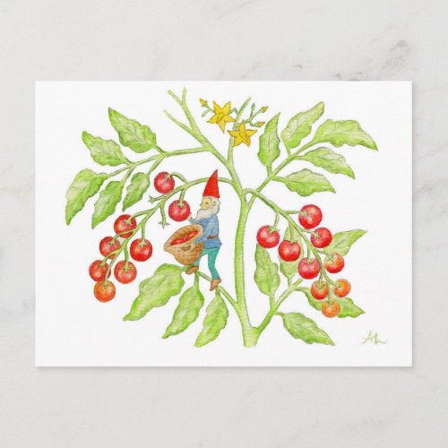 Cherry Tomato Gnome postcard