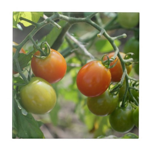 Cherry Tomatoes On Vine Nature Tile