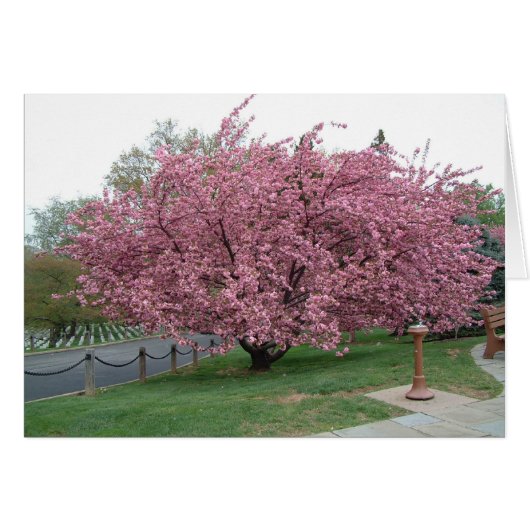 Cherry Tree (Front Horizontal)
