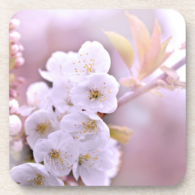 Cherry Tree Blossoms Drink Coaster (Front)