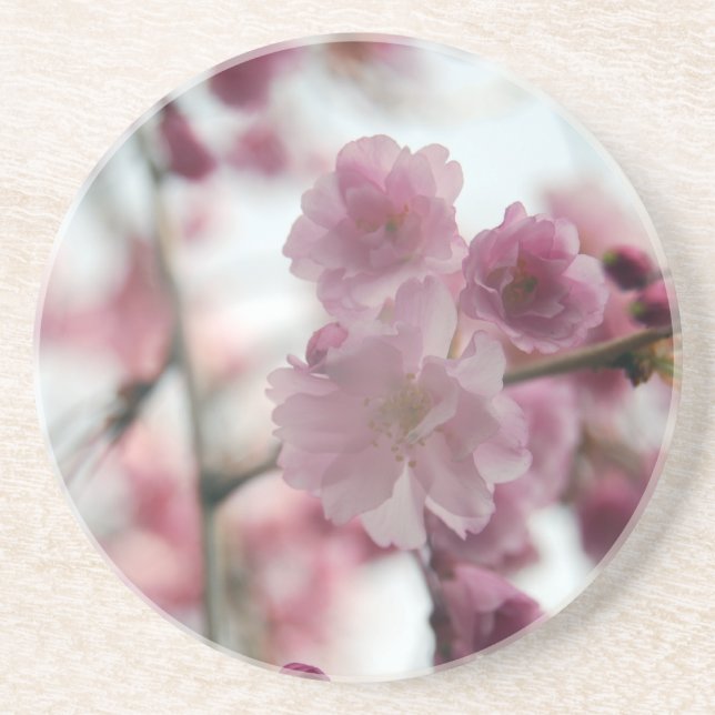 Cherry Tree Blossoms Sandstone Coaster (Front)