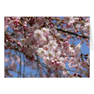 Cherry Tree Cards