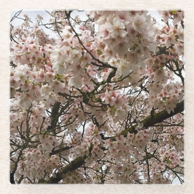Cherry Tree in Bloom, Oregon Glass Coaster (Front)