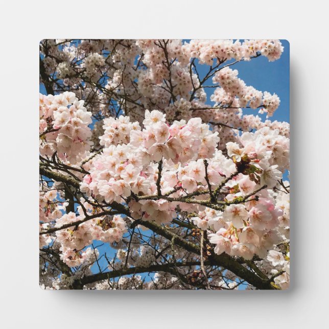 Cherry Tree in Bloom, Oregon Plaque (Front)