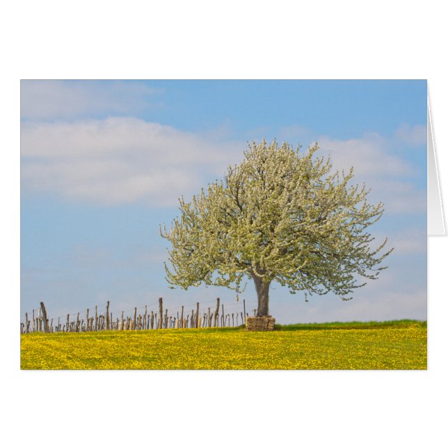 Cherry Tree In Spring Cards (Front Horizontal)