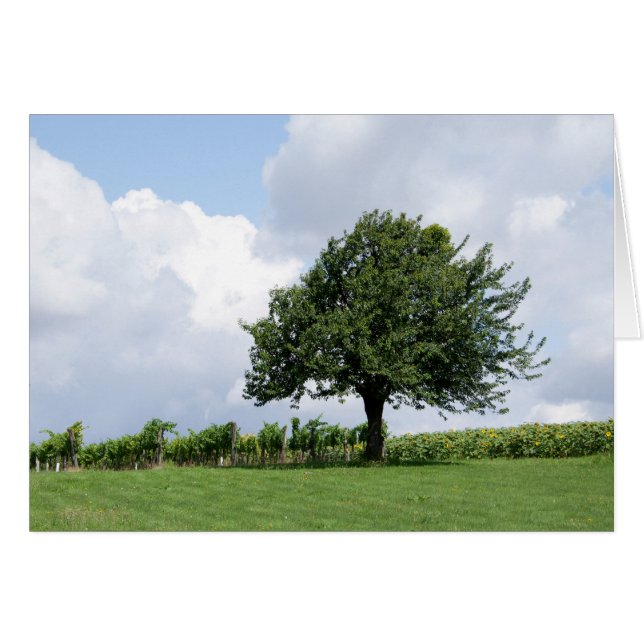 Cherry Tree In Summer Cards (Front Horizontal)