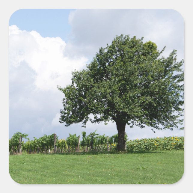 Cherry Tree In Summer Square Sticker (Front)