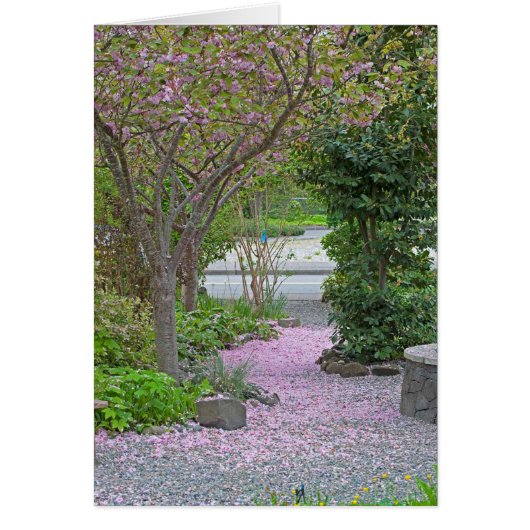 Cherry Tree Petal Path (Front)